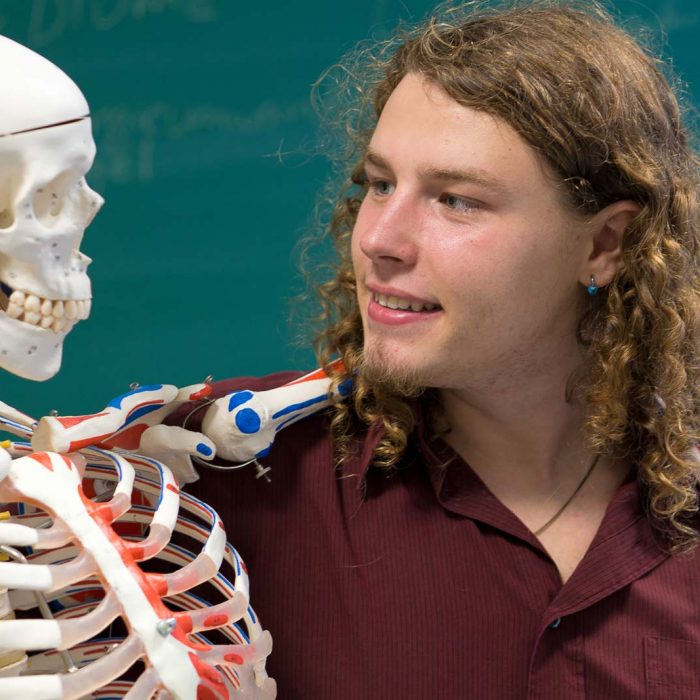 Nettes Skelett, Biologie